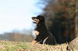 BERGER AUSTRALIEN PUPPIES 686